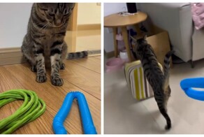 Кот сам выбрал игрушку для игры