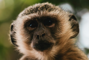 В Сент-Луисе банда приматов с "высоким интеллектом" водит за нос службу отлова и полицию