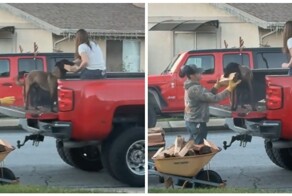 Четвероногий помощник