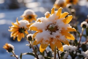 Почему глобальное потепление приносит суровые зимы?