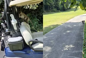 Наглые обезьяны украли одежду для гольфа у туриста