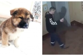 Мужчина избил щенка в подъезде жилого дома