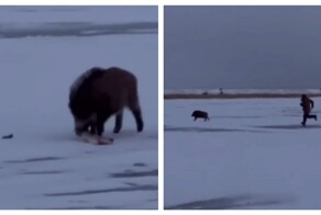 Кабан ограбил любителей зимней рыбалки