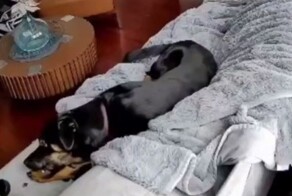 Пёс пожевал перчатку с подогревом и чуть не спалил дом хозяина