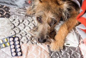 Как хозяева собак хитрят, чтобы дать им лекарства