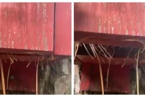 Неожиданный житель скворешника