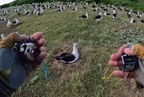 Подсчет гнезд крупнейшей в мире колонии альбатросов