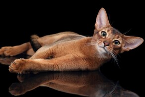 Кота из России признали самым красивым в мире