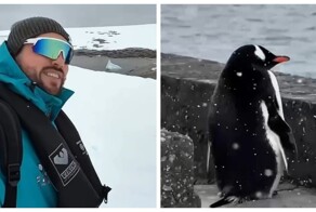 В Антарктиде засняли пингвина, который понял жизнь