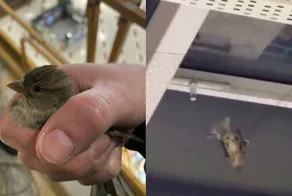 Московский ТЦ «Авиапарк» обвинили в создании смертельных ловушек для птиц