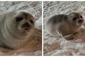 Тарантиновский диалог случился между владельцем катера и нерпой в Мурманской области
