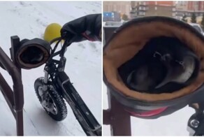 Курьер обнаружил незваного гостя в своей руковице