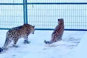 Житель Приморья обнаружил у себя во дворе сразу двух редких леопардов