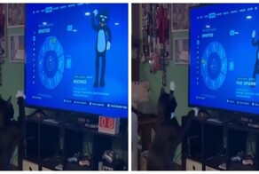 Кот осваивает новые движения