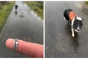 Умная собака пытается найти "потерянное" кольцо