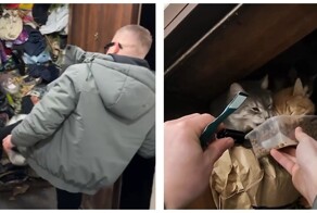 Стена хлама, опарыши и голодные кошки