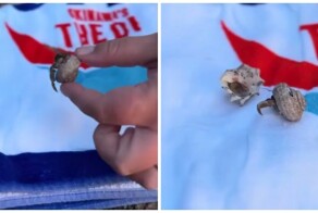 Женщина нашла маленькому раку со сломанной раковиной новый дом