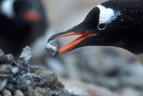 Дарение камней у пингвинов: скандальная традиция с драками, похотью и воровством!