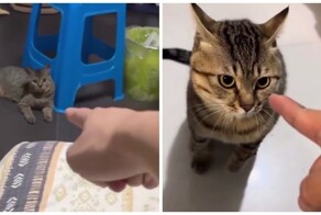 Коты, которые не любят, когда в них тычут пальцем