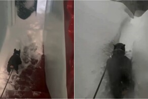 На Камчатке мужик поделился тем, как «весело» проходит утро собачника