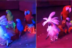 Хозяйка попугаев превратила своих питомцев в настоящих исполнителей восточных танцев