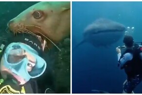 Суровые и не очень обитатели морей и океанов