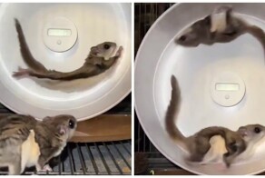 Неудачный забег летяги в колесе