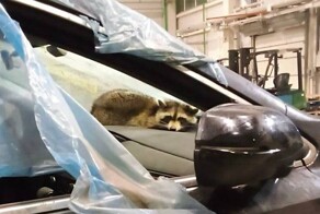 Енот "сбежал" из США в Беларусь