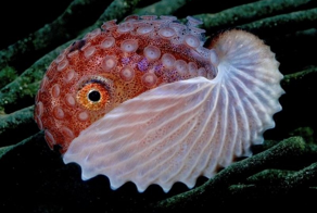 Аргонавт: осьминог с раковиной, которая ни от чего не защищает