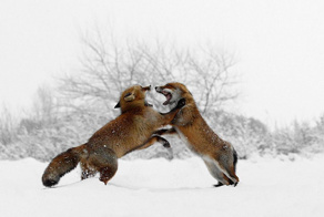 Зачем лисы открывают рты и встают на задние лапы, когда ссорятся