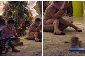 Семья завела котёнка, чтобы отвлечь детей — но план провалился