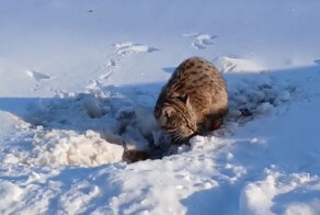 К амурчанину «пришел в гости» краснокнижный кот