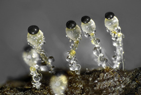 Навозная пушка: существо стреляющее быстрее автомата Калашникова