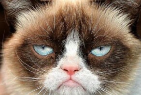 Нелюбимые звуки котов