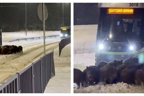 Кабаны устроили сходку на трамвайных путях в Польше