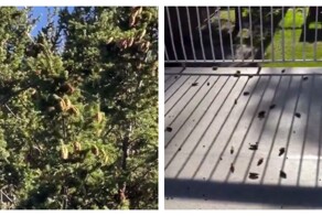 Проворная белка скидывает шишки с дерева