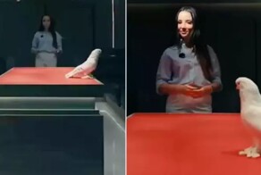 В Турции продали голубя по цене автомобиля