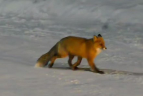 Лисьи разборки попали на видео
