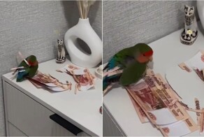 Попугай сделал себе «новые перья» из пятитысячных купюр