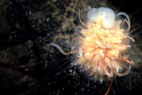 Батифиза шишковатая: макаронный монстр в реальности