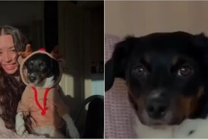 Постель как источник инфекции: девушка два месяца лечилась из-за собаки