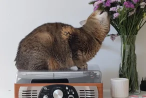 25 вдохновляющих пушистых помощников, которые властвуют в домах и сердцах