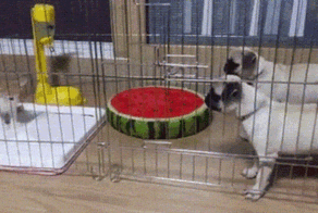 Просто гифки, всякие и&nbsp;разные