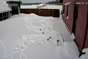 Как куропатки прямо во дворе дома катаются с горки