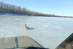 Застрявшую на льду Волги косулю спасли под Саратовом