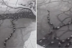 В Краснодаре утки встали в пробке из-за снега