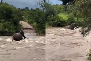 Мощные наводнения в ЮАР: мать-слониха героически спасла детёныша из бурной реки