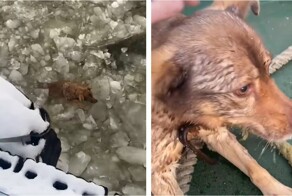 Российские моряки спасли собаку, застрявшую в ледяной воде