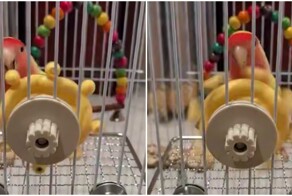 Игрушка разбудила в попугае пирата