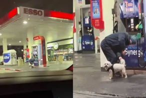 Нестандартная мойка собаки